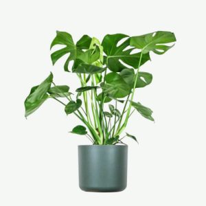 Home Monstera Deliciosa