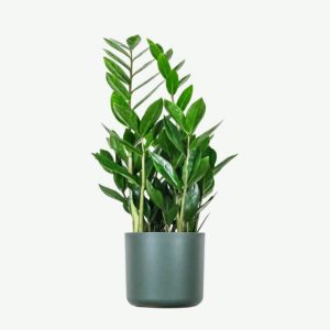 Home Zz Plants
