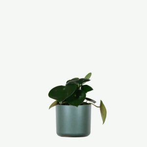 Home Hoya Obovatum